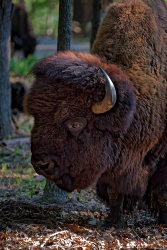 Z5E_9622-NEF_DxO_DeepPRIME_Nik-DeNoiseAI-standard_Nik_Nik_DxO