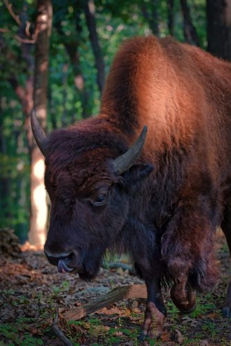 Z5E_9624-NEF_DxO_DeepPRIME_Nik-DeNoiseAI-standard_Nik_Nik_DxO