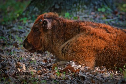 Z5E_9625-NEF_DxO_DeepPRIME_Nik-DeNoiseAI-standard_Nik_Nik_DxO