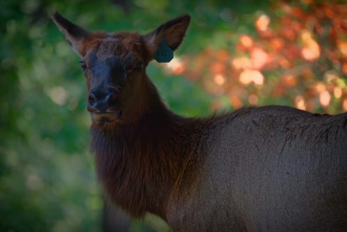 Z5E_9637-NEF_DxO_DeepPRIME_Nik-DeNoiseAI-standard_Nik_Nik_DxO