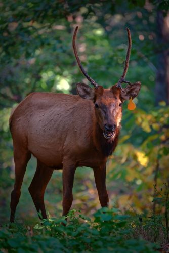 Z5E_9662-NEF_DxO_DeepPRIME_Nik-DeNoiseAI-standard_Nik_Nik_DxO
