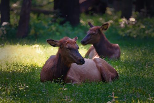 Z5E_9669-NEF_DxO_DeepPRIME_Nik-DeNoiseAI-standard (1)_Nik_Nik_DxO