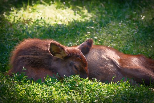 Z5E_9671-NEF_DxO_DeepPRIME_Nik-DeNoiseAI-standard_Nik_Nik_DxO