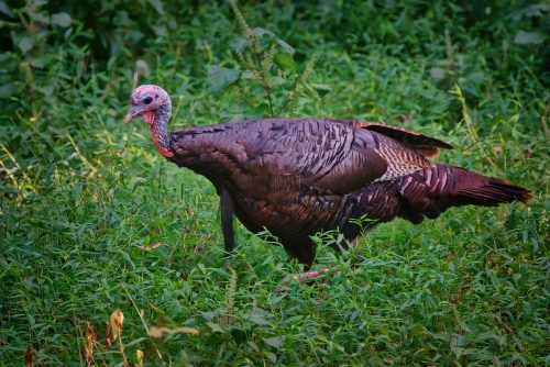 Z5E_9673-NEF_DxO_DeepPRIME_Nik-DeNoiseAI-standard_Nik_Nik_DxO