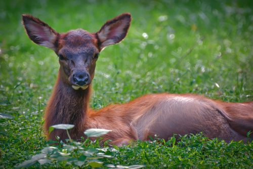 Z5E_9687-NEF_DxO_DeepPRIME_Nik-DeNoiseAI-standard_Nik_Nik_DxO