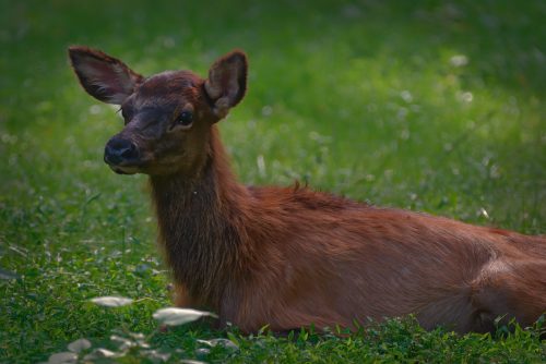 Z5E_9694-NEF_DxO_DeepPRIME_Nik-DeNoiseAI-standard_Nik_DxO