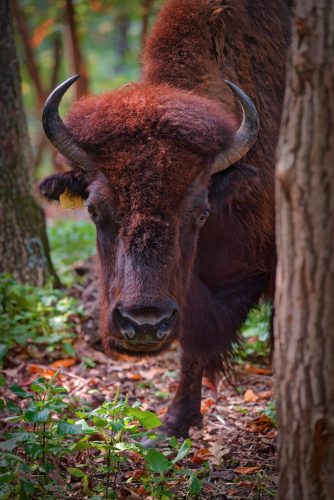 Z5E_9703-NEF_DxO_DeepPRIME_Nik-DeNoiseAI-standard_Nik_Nik_DxO