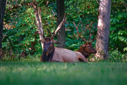 Z5E_9716-NEF_DxO_DeepPRIME_Nik-DeNoiseAI-standard_Nik_Nik_DxO