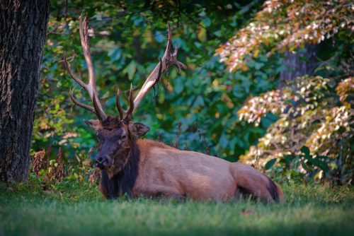 Z5E_9722-NEF_DxO_DeepPRIME_Nik-DeNoiseAI-standard_Nik_Nik_DxO