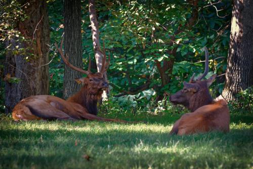 Z5E_9725-NEF_DxO_DeepPRIME_Nik-DeNoiseAI-standard_Nik_Nik_DxO