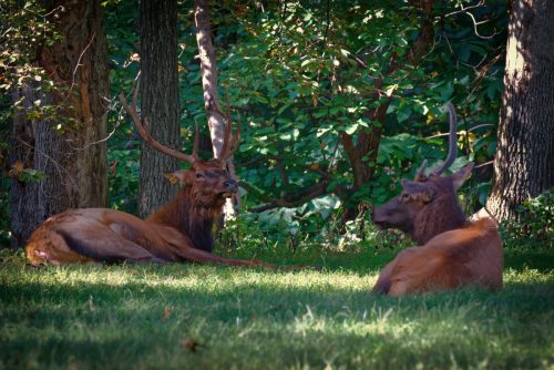 Z5E_9725-NEF_DxO_DeepPRIME_Nik-DeNoiseAI-standard_Nik_Nik_DxO